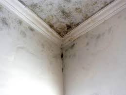 Environmental Consulting for Mold Prevention in Village Shires, PA